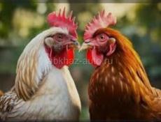 Продаются петухи 