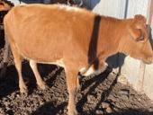 Продается корова 