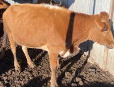 Продается корова 