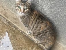 Отдам в добрые руки 