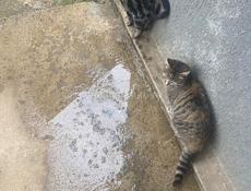 Отдам в добрые руки 