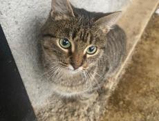 Отдам в добрые руки 