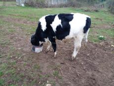 Продаю бычка 65-70кг