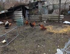 Петухи и куры