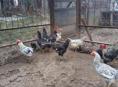 Продам домашних петухов 