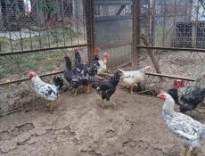 Продам домашних петухов 