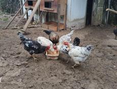 Продам домашних петухов 