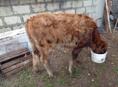 Продаю телку 