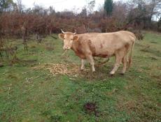 Продаю тельную корову