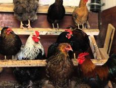 Петухи 