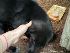 Щенок ищет дом 