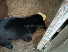 Щенок ищет дом 