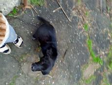 Щенок ищет дом 