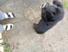 Щенок ищет дом 