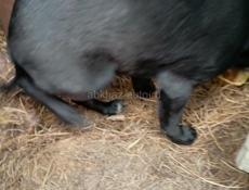 Щенок ищет дом 