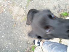 Щенок ищет дом 