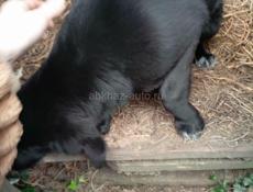 Щенок ищет дом 