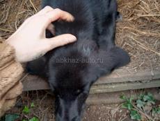 Щенок ищет дом 