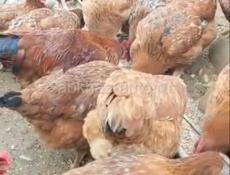 Продаются куры и петухи 