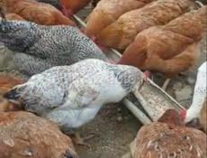 Продаются куры и петухи 