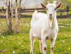 Куплю козлёнка +- 12 -15 кг 