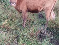 Продается телка