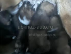 собаки 5 девчонки 1000 за один 