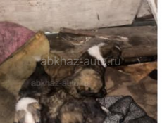 собаки 5 девчонки 1000 за один 