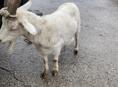 Коза 
