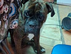 Ищем сучку для спаривания