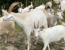 Продаются козы
