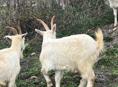 Козы 