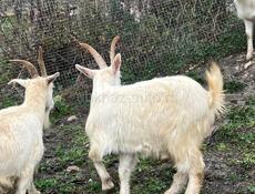 Козы 