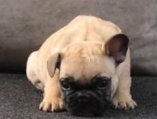 Французский бульдог