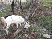 Козел белый