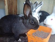 Продаю 3 кроликов  , 1 штука 2 т р