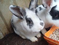 Продаю 3 кроликов  , 1 штука 2 т р