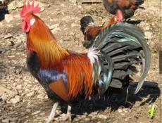 Продаются петухи