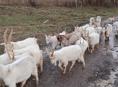 Козы местная порода не привозные 