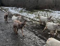 Козы местная порода не привозные