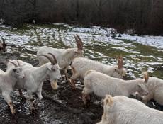 Козы местная порода не привозные