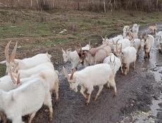 Козы местная порода не привозные 