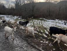 Козы местная порода не привозные