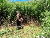 покос травы