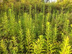 покос травы