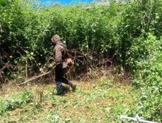 покос травы