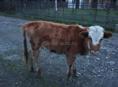 Продаю теленка 