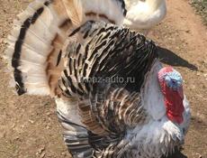 Индюшки 