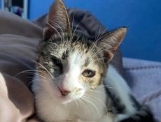 Отдам в добрые руки