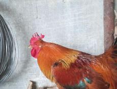 Продаются петухи